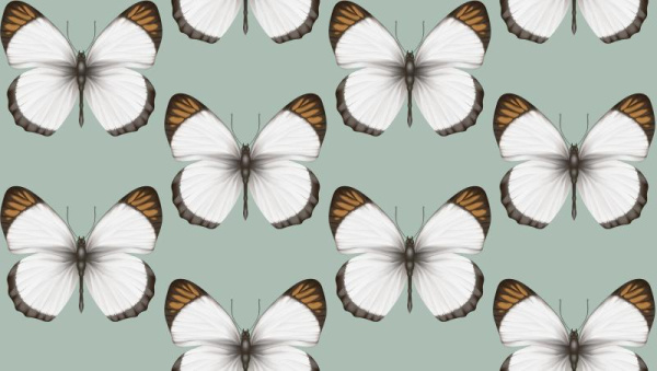 Andrea Rossi Cheradi 54401-4